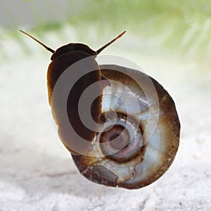 Great ramshorn (Planorbarius corneus) in pond