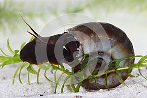 Great ramshorn (Planorbarius corneus) in pond