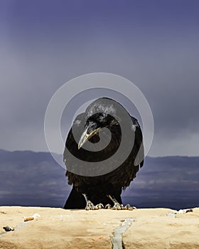 Great raven closeup