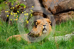 Great red lion resting in the grass