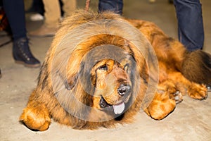 Great red well groomed Tibetan Mastiff