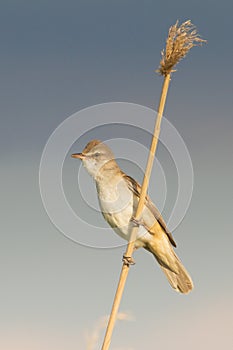 Great Reed Warbler / Acrocephalus arun