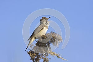 Great reed warbler / Acrocephalus arundinaceus