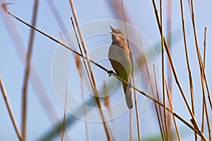 Great Reed Warbler (Acrocephalus arundinaceus