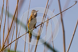 Great Reed Warbler (Acrocephalus arundinaceus