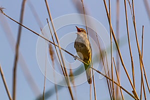 Great Reed Warbler (Acrocephalus arundinaceus