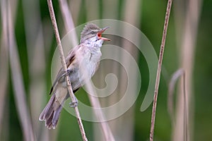 Great Reed Warbler. Acrocephalus arundinaceus