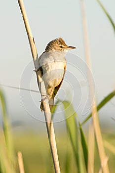 Great reed warbler ( Acrocephalus arundinaceus )