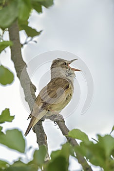 Great reed warbler bird