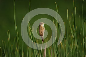 Great Reed Warbler bird (Acrocephalus arundinaceus)