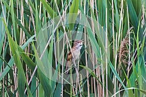 Great reed warbler perching on bulrush stalk with beak open
