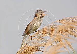 Great reed warbler singing
