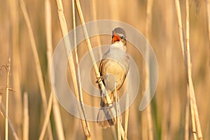 Great Reed Warbler singing