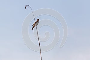 Great reed warbler singing on reed