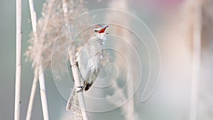 Great Reed Warbler. Singing bird in the habitat. Acrocephalus arundinaceus