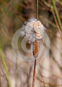 Great Reedmace - Typha latifolia shedding its seeds.