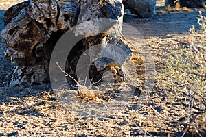 Great reptile catching a bug