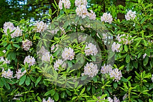 Great Rhododendron Shrub