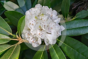 Great Rhododendron - Rhododendron maximum