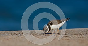 Great Ringed Plover - Charadrius hiaticula