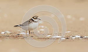 Great Ringed Plover - Charadrius hiaticula - young bird