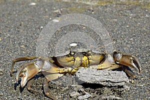 Great river crab