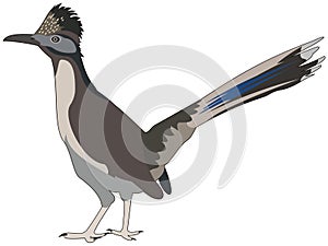 Great roadrunner bird