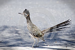 Great Roadrunner bird, Tucson Arizona