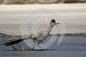 Great Roadrunner bird, Tucson Arizona photo