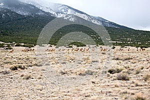 Great Sand Dunes, Colorado, Western Desert Landscape