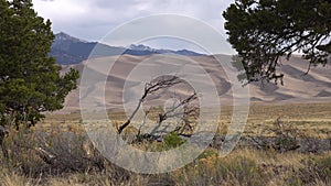 Great Sand Dunes National Park, Colorado. A beautiful dry tree against a background of sand dunes. USA