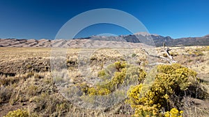 Great Sand Dunes National Park with sage and yellow desert wildflowers in Colorado United States