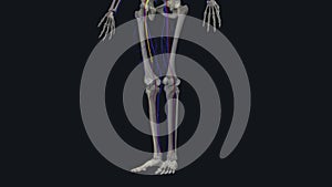 The great saphenous vein is a large superficial vein of the lower limb