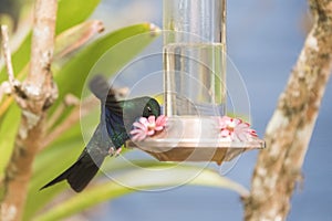 Great sapphirewing male hummingbird feeding on a trough, Pterophanes cyanopterus