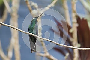 Great sapphirewing male hummingbird perched on a branch, Pterophanes cyanopterus