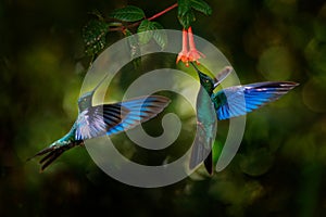 Great sapphirewing, Pterophanes cyanopterus, big blue hummingbird with red flower, Yanacocha, Pichincha in Ecuador. Two bird