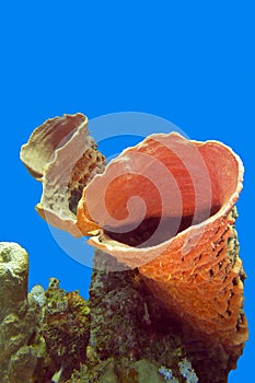 Great sea sponge in tropical sea - underwater