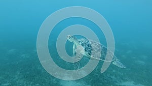 Great Sea Turtle swims in the blue water above the bottom overgrown with sea grass. Green Sea Turtle, Chelonia mydas.