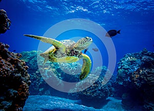 Great sea turtle swims through reef