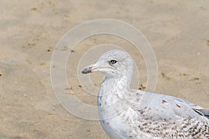 Great seagull sitting in the sand