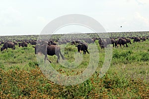 The Great Serengeti Migration