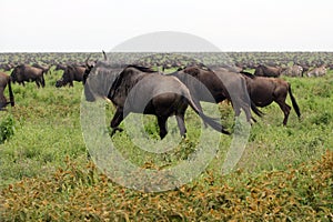 The Great Serengeti Migration