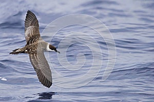 Great Shearwater, Ardenna gravis in flight over ocean