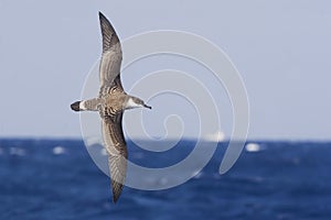 Great Shearwater, Ardenna gravis in flight over sea photo