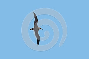 A Great Shearwater seabird in flight.