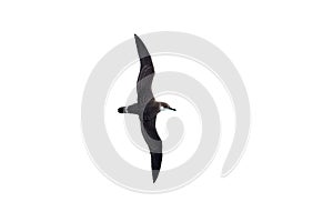 A Great Shearwater seabird in flight. Cutout.