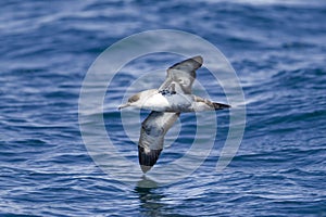 Great Shearwater photo