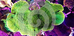 Great shot on Montipora short stony polyps coral