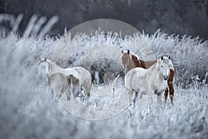 Great Siberian Horses In The Pasture,West Siberia, Altai Mountains.Herd Of Altai Free Grazing Adult Equines Of Various Colors And