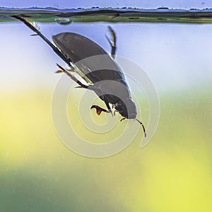 Great silver water beetle diving
